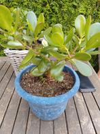 Crassula vetplantje, Tuin en Terras, Ophalen