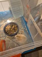 Hamster met kooi, Dieren en Toebehoren, Knaagdieren, April, Vrouwelijk, Hamster