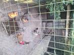 Te koop  brabanconne, Meerdere dieren, Kip