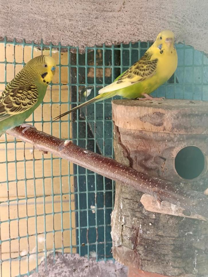koppel grasparkieten, Dieren en Toebehoren, Vogels | Parkieten en Papegaaien