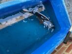 koi's, Karper of Koi