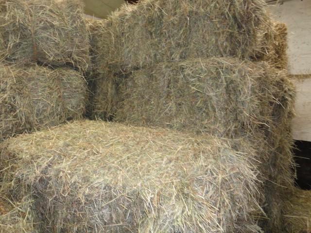 Kleine pakjes Hooi en Stro, Animaux & Accessoires, Chevaux