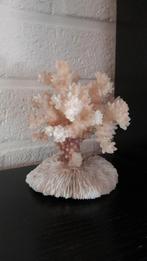 Vintage zee koraal | witte vingers | 12 cm x 6,5 cm, Ophalen of Verzenden