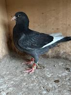 Koppel wamduiven, Animaux & Accessoires, Oiseaux | Pigeons