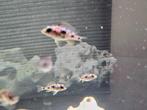 Otopharynx lithobathis black orange malawi hobbykweek, Vis, Zoetwatervis