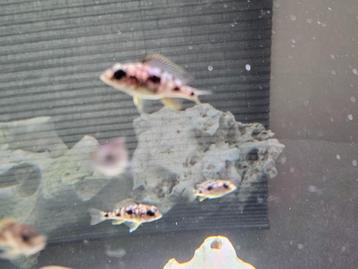 Otopharynx lithobathis black orange malawi hobbykweek  beschikbaar voor biedingen