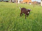 Dwerggeit bokje, Dieren en Toebehoren, Schapen, Geiten en Varkens