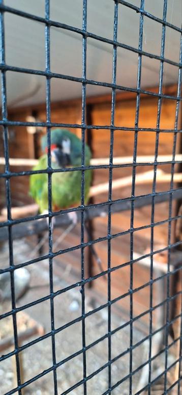 Maracana man, Dieren en Toebehoren, Vogels | Parkieten en Papegaaien, Geringd