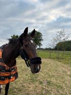 Zeer brave Ruin, Dieren en Toebehoren, Paarden, Ruin, L