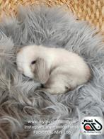 Baby minilop lapin mâle de race pure (transport possible), Animaux & Accessoires, Lapins, Mâle, Nain, Oreilles tombantes, 0 à 2 ans