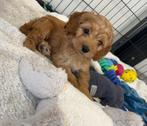 Lieve cockapoo pups (Am cocker x dwergpoedel), België, CDV (hondenziekte), 8 tot 15 weken, Meerdere