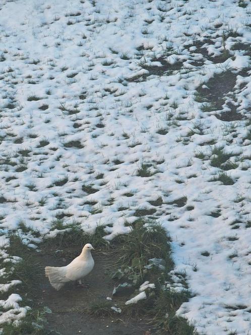 Pawstaart duif, Dieren en Toebehoren, Vogels | Duiven, Overige soorten, Vrouwelijk