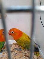 Opaline Fisheris euwing beschikbaar, Dieren en Toebehoren, Meerdere dieren, Dwergpapegaai of Agapornis, Geringd