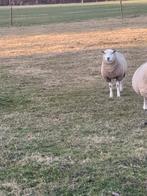 Ooi, Dieren en Toebehoren, Schapen, Geiten en Varkens, Schaap