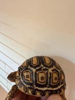 Tortue pardalis somalica, Animaux & Accessoires, Tortue