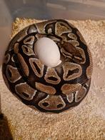 Volwassen het Clown het Genetic stripe koningspython vrouw, Dieren en Toebehoren, Reptielen en Amfibieën, Tam, 3 tot 6 jaar