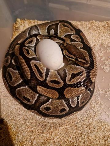 Volwassen het Clown het Genetic stripe koningspython vrouw beschikbaar voor biedingen