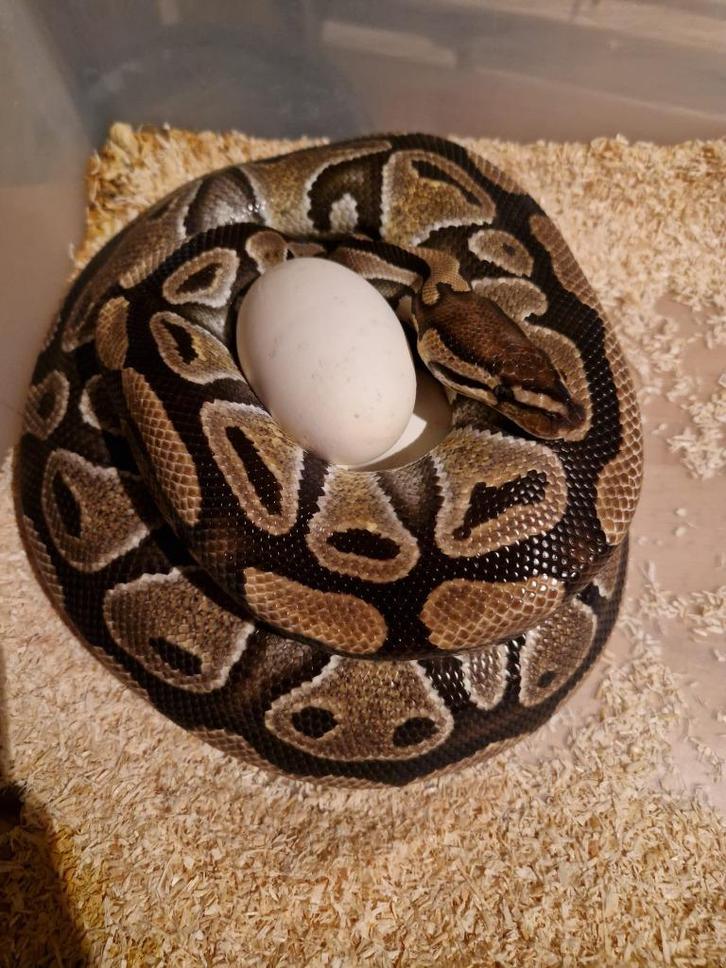 Volwassen het Clown het Genetic stripe koningspython vrouw, Dieren en Toebehoren, Reptielen en Amfibieën, 3 tot 6 jaar, Tam