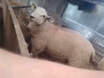 Mouton à vendre, Dieren en Toebehoren, Schaap, Mannelijk, 0 tot 2 jaar