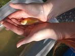 Koi te koop kleintjes 13 stuks in 1 koop, Dieren en Toebehoren, Vissen | Vijvervissen