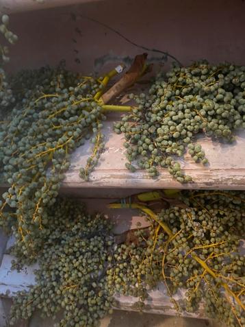 Verse dadeltakken beschikbaar voor biedingen