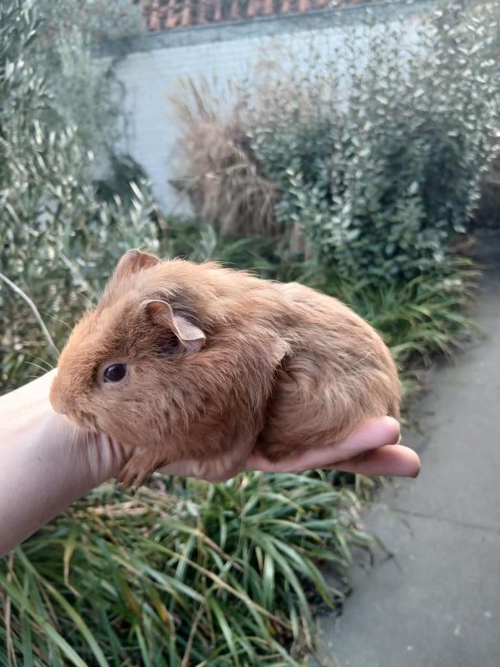 10 baby cavia's (1v, 9m diverse kleuren) zoeken goeie thuis, Animaux & Accessoires, Rongeurs, Plusieurs animaux, Cobaye, Novembre