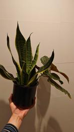 Sanseveria in mooie pot, Huis en Inrichting, Ophalen