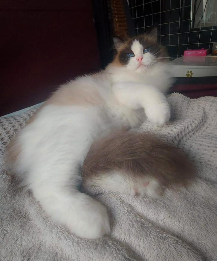 Ragdoll poes - 2 jaar oud - Seal bicolour, Animaux & Accessoires, Chats & Chatons | Chats de race | Poil long, Chatte ou Chat