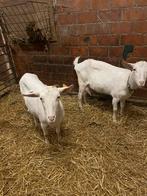 Geiten, Vrouwelijk, Geit, 3 tot 5 jaar