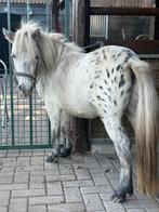 Blauwschimmel appaloosa pony hengst, Dieren en Toebehoren, Pony's, Hengst