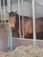 D pony merrie, Merrie, Gechipt, Springpony, Zadelmak