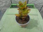 planten, Tuin en Terras, Overige soorten, Volle zon, Vaste plant, Ophalen of Verzenden