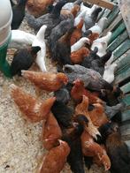 jonge hennen in 7 verschillende kleuren 3 maand en 5 maand, Dieren en Toebehoren, Pluimvee, Vrouwelijk, Kip