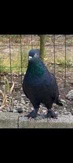 Duiven, Dieren en Toebehoren