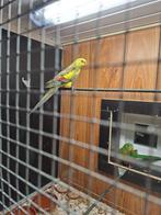 Te koop. Koppel bergparkieten, Meerdere dieren, Parkiet, Geringd