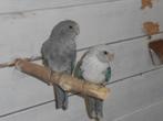 stanley rossla, Meerdere dieren, Parkiet, Geringd
