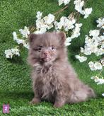 Pomeriaan dwergkees pom pomeranian, België, Keeshond, CDV (hondenziekte), 8 tot 15 weken