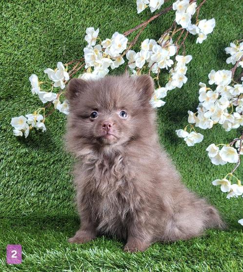 Pomeriaan dwergkees pom pomeranian, Dieren en Toebehoren, Honden | Poolhonden, Keeshonden en Oertypen, Teef, Keeshond, Fokker | Professioneel