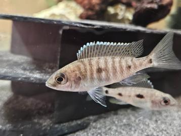 Copadichromis Mloto cichliden malawi hobbykweek  beschikbaar voor biedingen