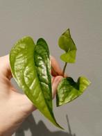 Monstera siltepecana variegata, Maison & Meubles, Plantes d'intérieur, Enlèvement ou Envoi