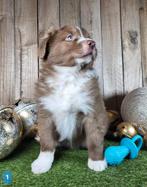 Australische herder pup / Aussie / Australian Shepherd pups, Dieren en Toebehoren, België, CDV (hondenziekte), 8 tot 15 weken