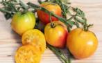 Tomatenplant Hawaiian Pineapple, Ophalen