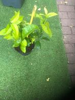 Citroenachtig, Tuin en Terras, Planten | Tuinplanten, Eenjarig, Ophalen of Verzenden, Halfschaduw, Fruitplanten