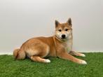 Shiba Inu puberpups, Dieren en Toebehoren, België, 15 weken tot 1 jaar, Overige rassen, Parvo