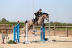 Springpaard, Springpaard, Gechipt, Ruin, Niet van toepassing