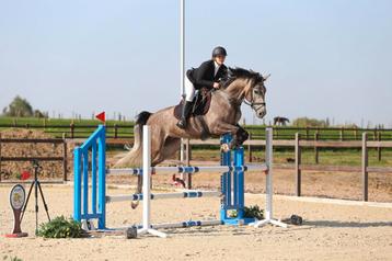 Springpaard beschikbaar voor biedingen