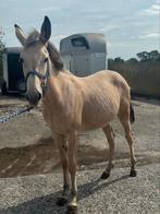 2 jonge muilezels, Dieren en Toebehoren, Paarden, Hengst