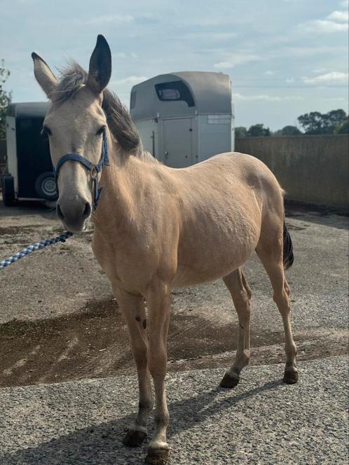 2 jonge muilezels, Dieren en Toebehoren, Paarden, Hengst