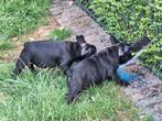 Franse bulldog puppy's, Animaux & Accessoires, Chiens | Bouledogues, Pinschers & Molossoïdes, Belgique, Bouledogue, Plusieurs