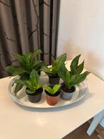 6x Sanseveria inclusief binnenpot, Enlèvement